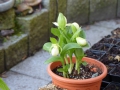 Bild 4 von Cypripedium-Hybriden weiß