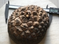 Bild 1 von Schildkrötenpflanze Dioscorea elephantipes TU5