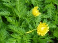 Bild 2 von Adonis amurensis Pleniflora  Gefülltes Adonisröschen