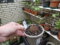 Bild 1 von Schildkrötenpflanze Dioscorea elephantipes  LG6