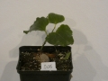 Schildkrötenpflanze Dioscorea elephantipes B06