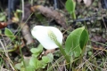 Bild 1 von Calla palustris  Sumpf-Calla