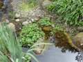 Bild 2 von Nasturtium officinalis Brunnenkresse