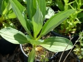 Bild 2 von Gentiana lutea      gelber Enzian