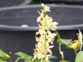 Calanthe sieboldii  Angebot