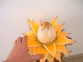Bild 3 von Musella lasiocarpus Tibetbanane Lotusbanane