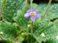 Bild 6 von  Ramonda pyrenaica   Pyrenäen-Felsenteller