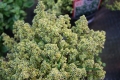 Goldrand Thymian   Thymus x citriodorus