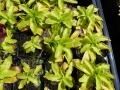 Bild 4 von Pinguicula grandiflora  Großes Fettkraut