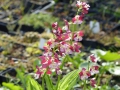 Bild 3 von Calanthe rot -weiß