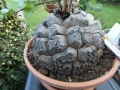 Bild 46 von Schildkrötenpflanze Dioscorea elephantipes 