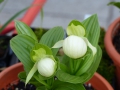 Bild 2 von Cypripedium-Hybriden weiß