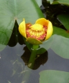 Nuphar advena