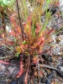 Bild 2 von Drosera anglica, langblättriger Sonnentau