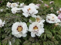 Bild 2 von Paeonia rockii ssp. linyanshanii