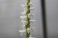 Bild 7 von Spiranthes cernua   Herbstdrehwurz Solitärpflanze