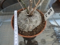Bild 2 von Schildkrötenpflanze Dioscorea elephantipes UR3