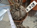 Bild 2 von Schildkrötenpflanze Dioscorea elephantipes RB9