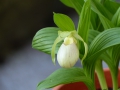 Bild 3 von Cypripedium-Hybriden weiß