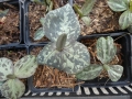 Bild 5 von Trillium erectum var.rubrum Waldlilie