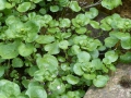 Nasturtium officinalis Brunnenkresse