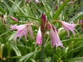 Bild 3 von Crinum powellii  Hakenlilie oder Gartenamaryllis