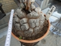 Bild 2 von Schildkrötenpflanze Dioscorea elephantipes 