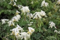 Corydalis ochroleuca  Weißer- Lärchensporn