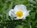 Bild 1 von Romneya coulteri  Kalifornischer Baummohn