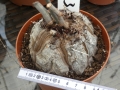 Bild 1 von Schildkrötenpflanze Dioscorea elephantipes RB3