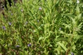 Bild 2 von Scutellaria         Sumpfhelmkraut