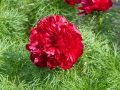 Bild 1 von Paeonia tenuifolia Rubra Plena L Netzblatt-Pfingstrose