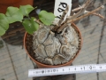 Bild 1 von Schildkrötenpflanze Dioscorea elephantipes RB1