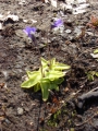 Pinguicula vulgaris, gemeines Fettkraut