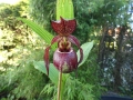 Bild 2 von Cypripedium  Tibeticum