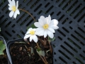 Bild 6 von Sanguinaria canadensis  