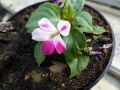 Bild 3 von Impatiens x Mini Rainbow  ,Regenbogen-Lieschen