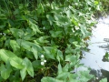 Bild 2 von Sagittaria latifolia    Breitblättriges Pfeilkraut