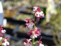 Bild 2 von Calanthe rot -weiß