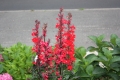 Lobelia cardinalis    Kardinalslobelie