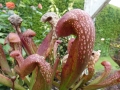 Bild 2 von Sarracenia x wrigleyana Schlauchpflanze