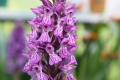 Bild 1 von Dactylorhiza maculata, Geflecktes Knabenkraut