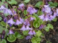 Bild 1 von Soldanella alpina  Alpenglöckchen