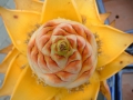 Bild 1 von Musella lasiocarpus Tibetbanane Lotusbanane