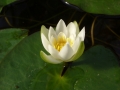 Pygmaea Alba (tetragona)