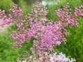 Bild 6 von Filipendula ulmaria rubra  Echtes Mädesüß