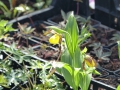 Bild 5 von Cypripedium-Hybriden  gelb-rot