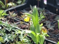 Bild 5 von Cypripedium-Hybriden parviflorum