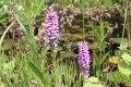 Bild 2 von Dactylorhiza praetermissa, Knabenkraut