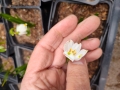 Bild 3 von Leukojum vernum   Märzenbecher  Frühlings-Knotenblume